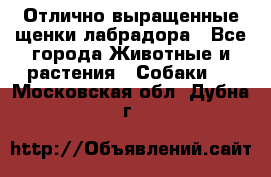 Отлично выращенные щенки лабрадора - Все города Животные и растения » Собаки   . Московская обл.,Дубна г.